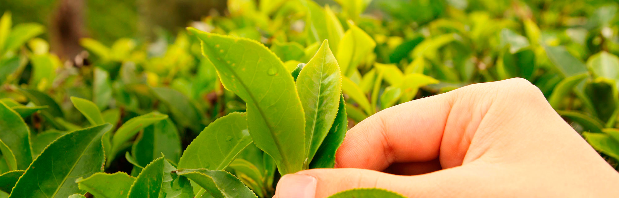 Ētiska tējas partnerība