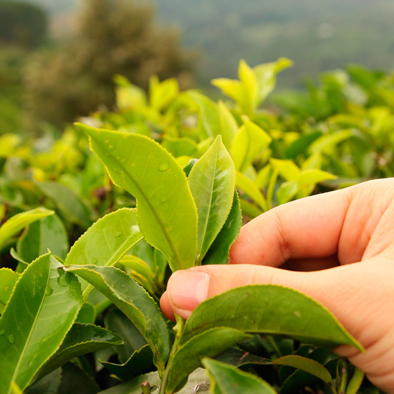 Ētiska tējas partnerība